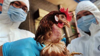 معهد باستور الفرنسي: إنفلونزا الطيور تشكل خطرا يهدد بجائحة أسوأ من كورونا