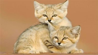 بعد ظهوره الأول في السعودية.. ما هو القط الرملي النادر؟