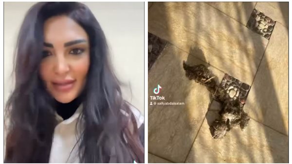 سالي عبد السلام