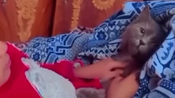 طفلة تتحدث لقطتها