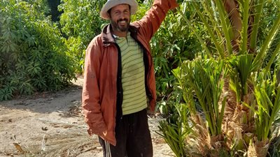 البلح المجدول والسيناوي والبارحي ثروة قومية لمزارعي جنوب سيناء|صور