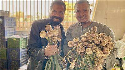 الثوم البلدي يزين أسواق الأقصر في أولى بشايره.. والكيلو بـ30 جنيها | صور