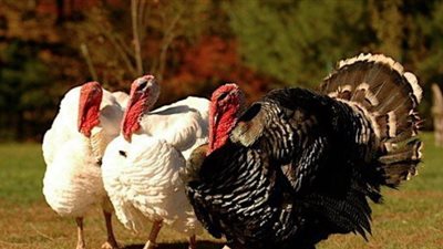 بعد تراجع الدواجن.. تعرف على سعر كيلو الرومي