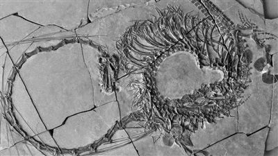 عمره 240 مليون سنة.. تصوير كامل لـ زاحف بحري يشبه التنين الصيني