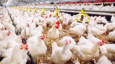 بورصة الدواجن: تحرك بأسعار الفراخ والكتاكيت اليوم في الأسواق
