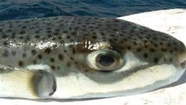 سمكة الارنب السامة