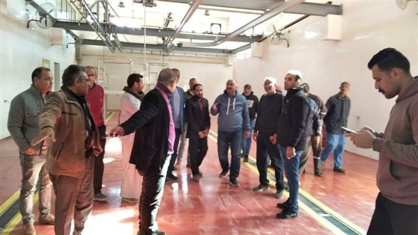 1500 رأس ماشية سودانية