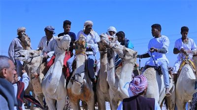 سياحة الهجن.. نوع جديد يضاف لمقاصد الأقصر من أجل الترويج السياحي