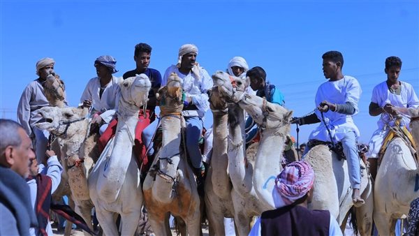 سباقات الهجن بالأقصر