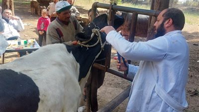 بيطري كفر الشيخ: الكشف على 386 حالة في قافلة طبية مجانية