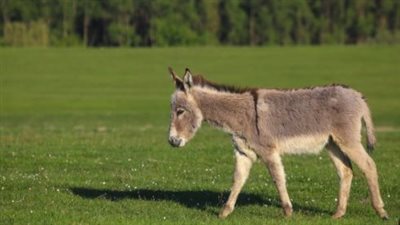 حمير إفريقيا في خطر بسبب الصين.. ما القصة؟