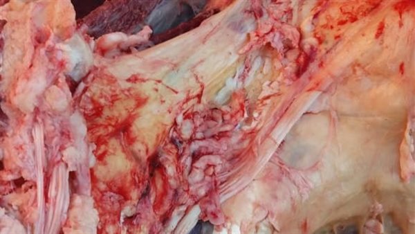 ضبط ذبيحه غير صالحة