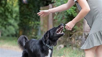 خُذ حذرك من الآخرين.. تفسير حلم عضة كلب في كل جزء بالجسم