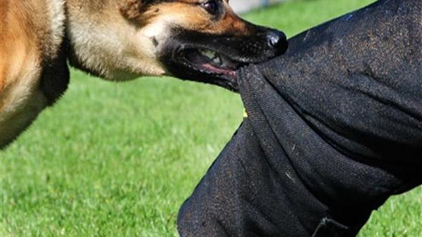 كلب - ارشيفية 