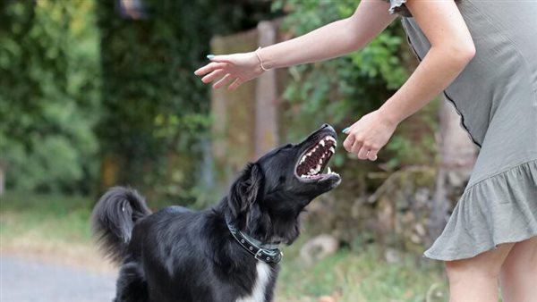 تفسير حلم عضة كلب