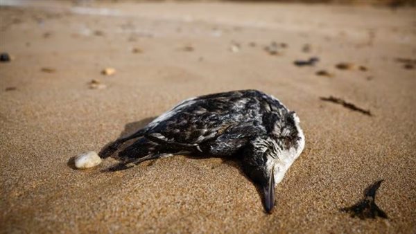 طيور الغلموت