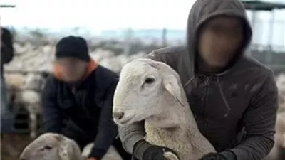 مسجلان يستوليان على 5 رؤوس ماشية من مزارع بقنا