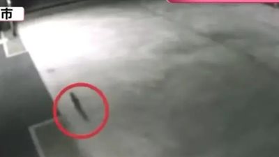 حالة تأهب قصوى.. اليابان تحذر من قط سقط في مواد كيميائية سامة يجوب الشوارع