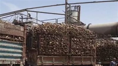 بدء موسم توريد البنجر بالمنيا.. ومسئول بالتموين: سيتم تصنيعه ليخرج 160 ألف طن سكر| بث مباشر