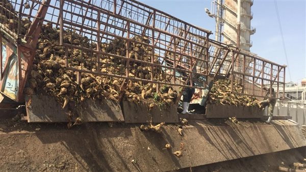 محصول البنجر - صورة