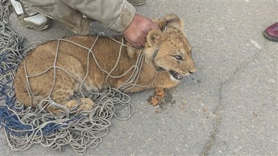 أسد يتجول بالقاهرة الجديدة والأهالي تصطاده بالشباك| صور