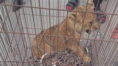 مصدر أمني عن شبل القاهرة الجديدة: مجلناش بلاغ بالواقعة.. والسكان بيربوه زي القطط