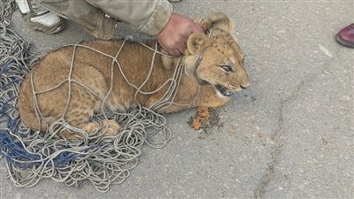مدير حديقة حيوانات بني سويف: عزل أسد التجمع 20 يوما تحت الملاحظة 