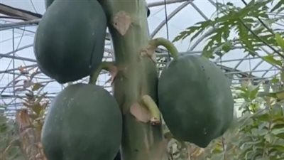 مزارع في كفر الشيخ يزرع الباباز: فاكهة مربحة والكيلو بـ 50 جنيها للكيلو| بث مباشر 