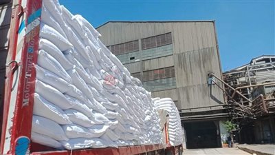 السكر هيغرق الدنيا.. استمرار أعمال توريد محصول البنجر بمصانع السكر بأبو قرقاص