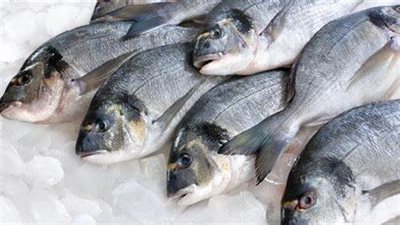 انخفاض أسعار الدواجن اليوم بجنوب سيناء.. وإقبال على شراء الأسماك بالغردقة| بث مباشر