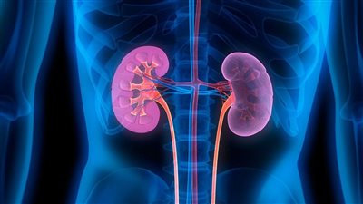 استشاري يوضح طرق الوقاية من مرض الكلى السكري