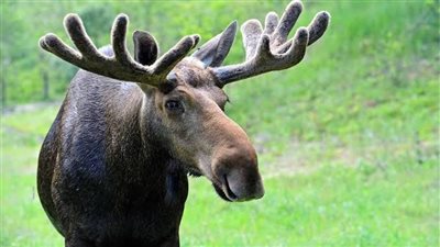 حقائق عن حيوان الموظ.. لماذا يتخلص من قرونه؟