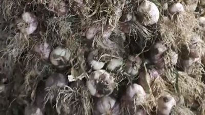 الكيلو بـ 13 جنيهًا.. تراجع أسعار الثوم في الأسواق اليوم | بث مباشر