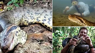 بعد اكتشافه بشهر واحد.. قتل أكبر ثعبان في العالم على يد الصيادين بغابات الأمازون