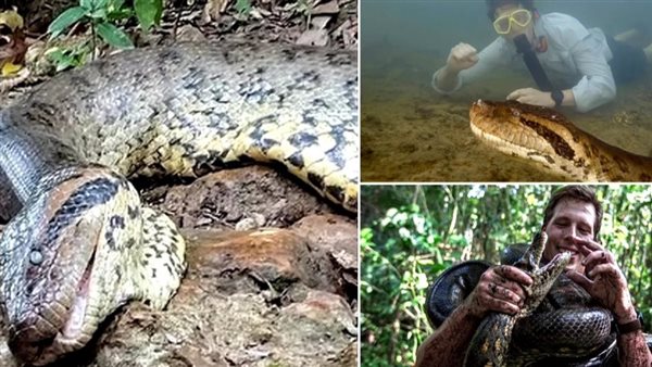 أكبر ثعبان في العالم