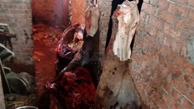 جزارون يذبحون خيولا بالمنوفية.. والأهالي: مش أول مرة وقالولنا حلال