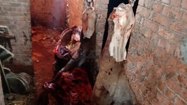 واقعة ذبح الخيول