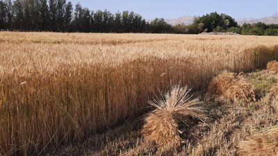 بدء موسم حصاد القمح بطور سيناء.. وارتفاع إنتاجية الفدان | صور 