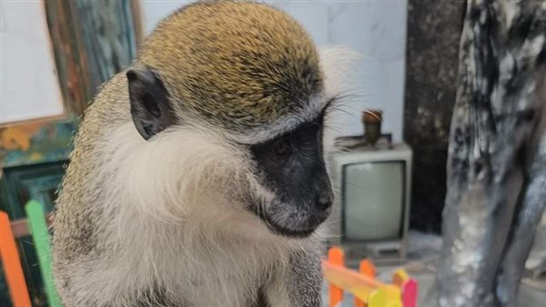 القرد زغلول