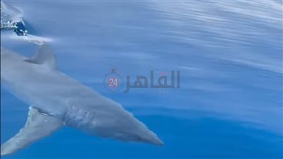 أول رد رسمي على ظهور قرش خطير أمام سواحل الجونة والغردقة