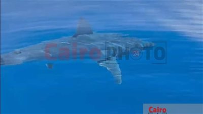 بعد ظهوره بالغردقة.. القرش ماكو أسرع أنواع القروش ويتغذى على الأسماك العظمية| صور وفيديو