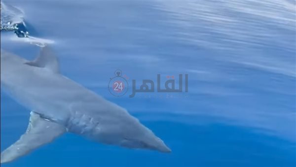 ظهور القرش ماكو أمام