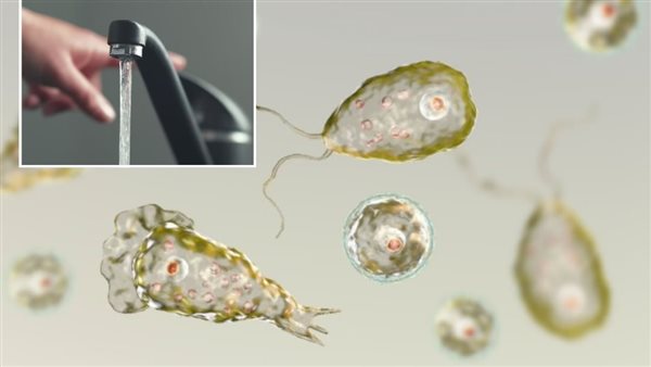 طفيليات الأميبا آكلة