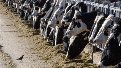 الصحة الأمريكية تعلن اكتشاف ثاني حالة بإنفلونزا الطيور بعد ملامسة الأبقار