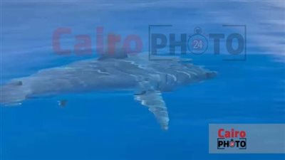 رغم ظهوره منذ 5 أيام بالغردقة.. مصدر بيئي يوضح سبب عدم وقوع هجمات من القرش ماكو الخطير