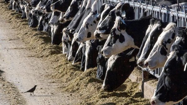 أنفلونزا الطيور في