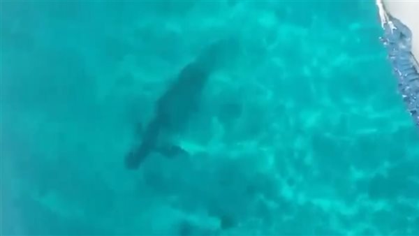 ظهور جديد للقرش ماكو