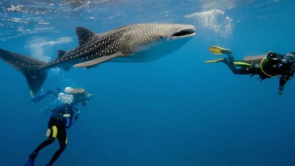 قرش الحوت بالبحر