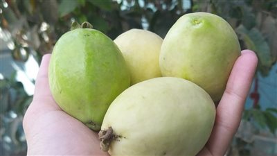 كانت زارعة جوافة وملحقتش تأكل منها.. شاب يتذكر والدته الراحلة بكلمات مؤثرة