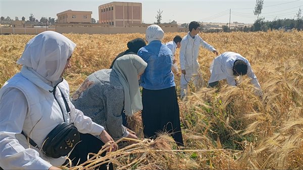 حصاد القمح بشمال
